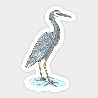 White-faced Heron Sticker